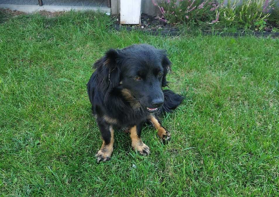 Znaleziono psa w Gierałtowiczkach na ul. Pogodnej